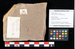 Foto (Objekt + Etikett) von Xylomites lignitum Ettingshausen (NHMW-GEO-2024-0188-0051)